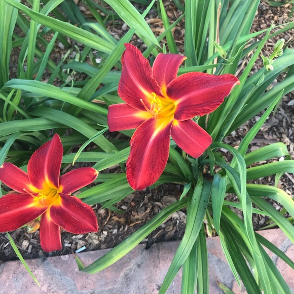 Meet the Posher Other - Meet your Posher, Emily